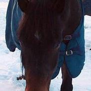 Koldblodstraver Aslar Molvin