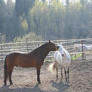 Koldblodstraver Aslar Molvin