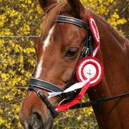 DSP Aischa SDS 245  *SOLGT*