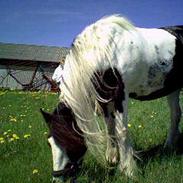 Irish Cob Tinka