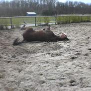 Trakehner Ultimo (DØD)