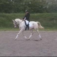 Knabstrupper H. Bastian *solgt*