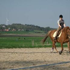 Anden særlig race Laban SOLGT