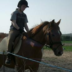 Anden særlig race Laban SOLGT