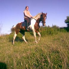 Anden særlig race Casandra af Lundegaardsve