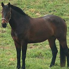 Anden særlig race farina