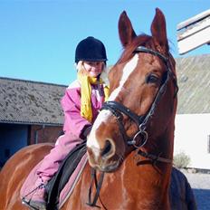 Hollandsk Varmblod OLEANDER - udf. frabedes!