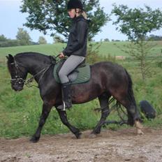 Dartmoor Akido af granlygård