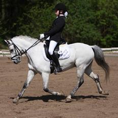 Welsh Pony (sec B) Skovbjergs Bacardi