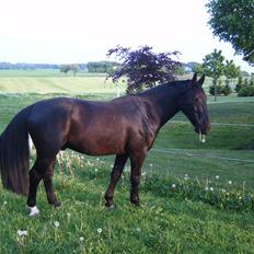 Oldenborg Zodiac [Bassemand]