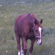 Anden særlig race flika (Død)