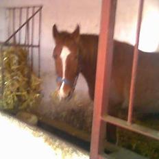 Anden særlig race flika (Død)