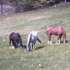 Anden særlig race freja (solgt)(shiva)