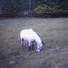 Anden særlig race freja (solgt)(shiva)