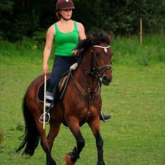 New Forest Navarana's Dion "Pølsen"