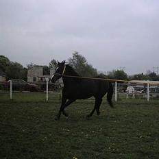 Anden særlig race Romeo(minde)