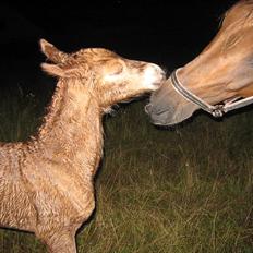 DSP <3 Freja. *I HIMLEN*