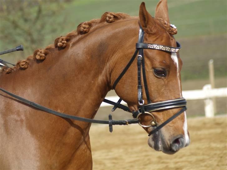 Anden særlig race <3Kashmir Mit et og alt<3 - Min smukke pony til stævnet på TMR. Ørene let tilbage men såå smuk han er alligevel main. *Fotograf: Mie Winding billede 17