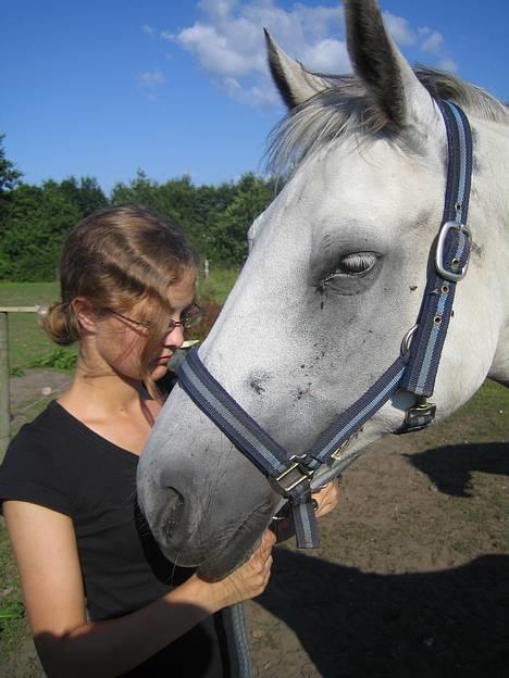 Connemara Pilgaards Queen - Min dejlige pony billede 15