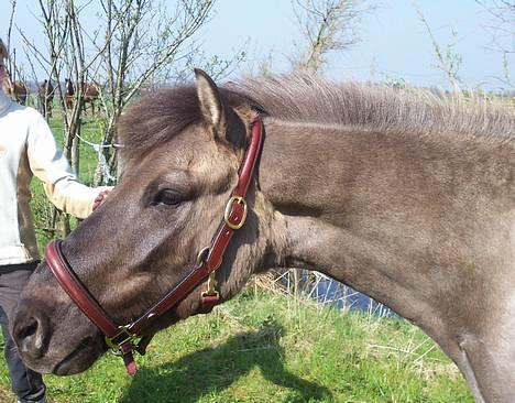 Anden særlig race Apollon - Solgt - Søde pony-fyr. billede 3