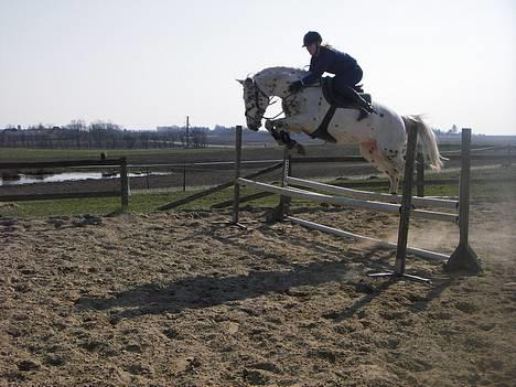 Knabstrupper H. Bastian *solgt* - Bastian hjemme billede 1