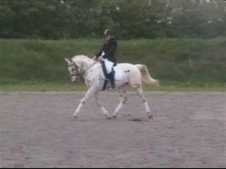 Knabstrupper H. Bastian *solgt* - På Lykkeshøj til Open sales billede 2