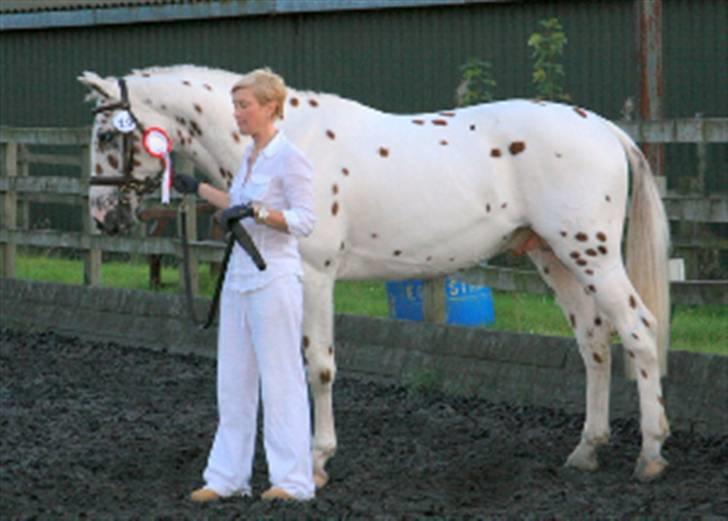 Knabstrupper H. Bastian *solgt* - bastian kåret som den bedste knabstrubber i England billede 3