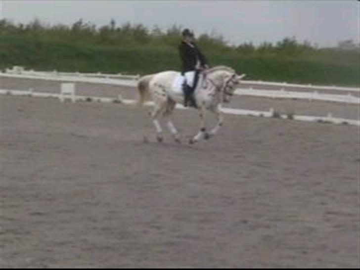 Knabstrupper H. Bastian *solgt* - På Lykkeshøj til Open sales billede 4