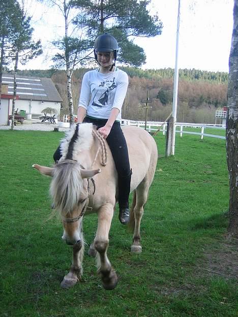 Fjordhest Frida <3 - Går jeg pæny nok mor ? [ 2/5 -2006 ] billede 15
