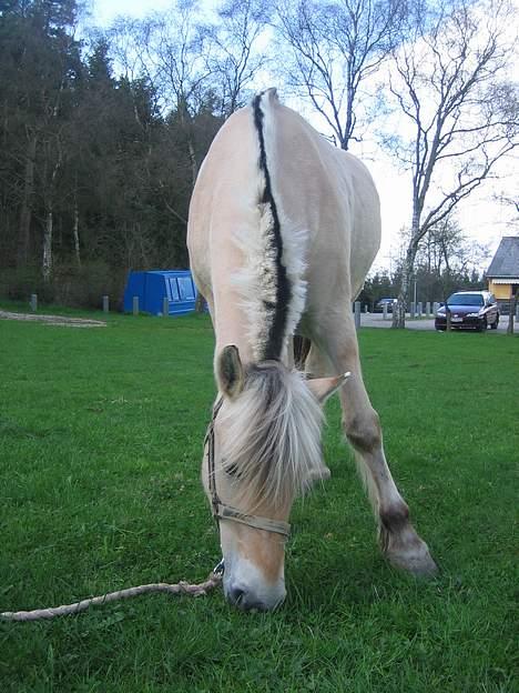 Fjordhest Frida <3 - Smukke smukke Frida [ 2/5 -2006 ] billede 17