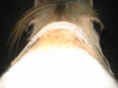 Fjordhest Frida <3 - Bøøøøøh.. Der blev du bange ? [ 2/5 -2006 ] billede 18