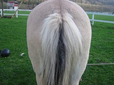 Fjordhest Frida <3 - Her kommer maden ud ! billede 20