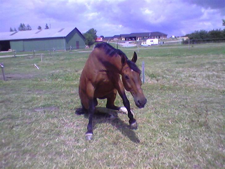 Anden særlig race Marquist  - Op sa´ dasse :) billede 6