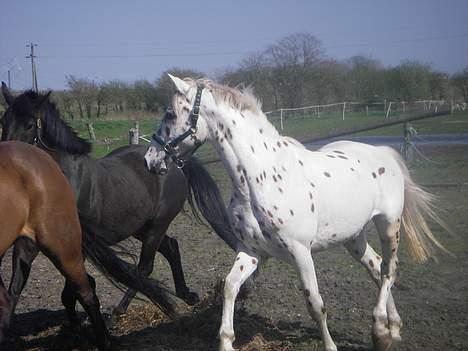 Knabstrupper H. Bastian *solgt* - På folden billede 5