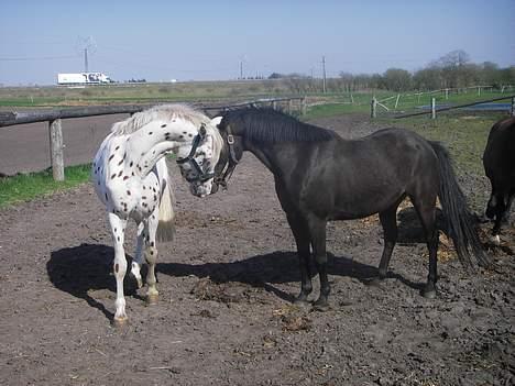 Knabstrupper H. Bastian *solgt* - På folden billede 6