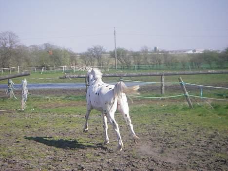 Knabstrupper H. Bastian *solgt* - På folden billede 7