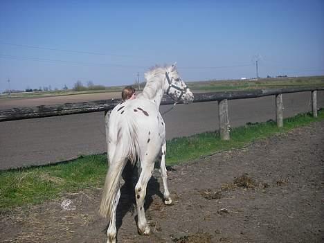 Knabstrupper H. Bastian *solgt* - På folden billede 8