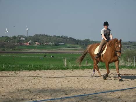 Anden særlig race Laban SOLGT - Sååå fin han er... billede 1