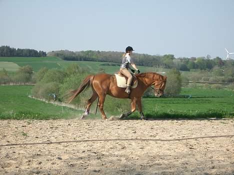 Anden særlig race Laban SOLGT - han er så fin... synd man ikk kan sige det samme om mig... hehe billede 2