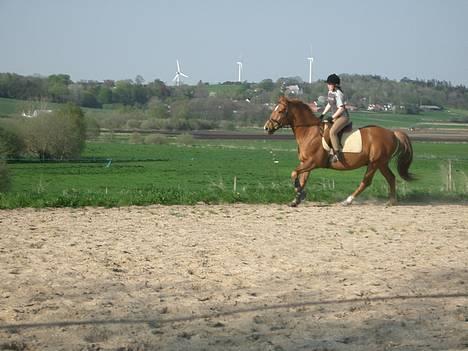 Anden særlig race Laban SOLGT - Gaaaalop... billede 4