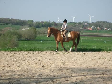 Anden særlig race Laban SOLGT billede 5