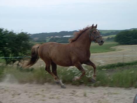 Anden særlig race Laban SOLGT billede 10