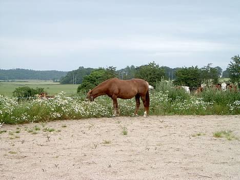 Anden særlig race Laban SOLGT billede 11