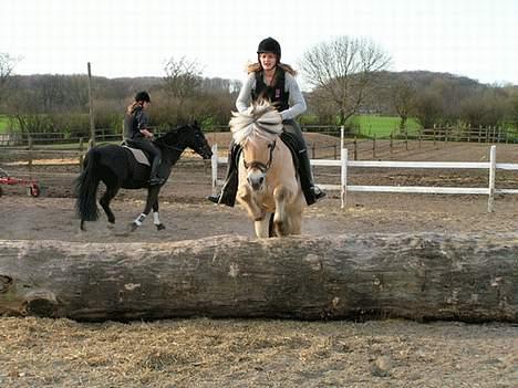 Fjordhest Lasse billede 9