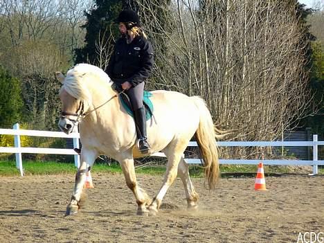 Fjordhest Lasse billede 10