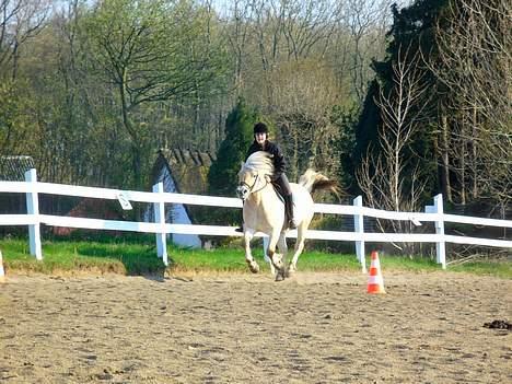 Fjordhest Lasse billede 11