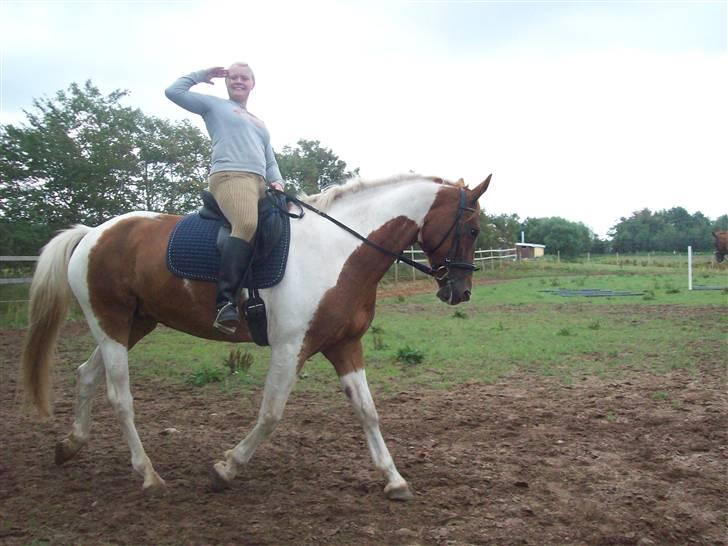 Anden særlig race Casandra af Lundegaardsve - Dressur - trav billede 5