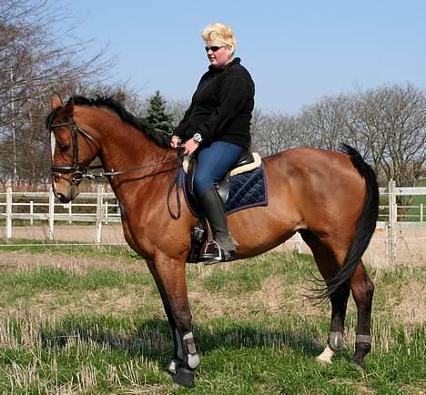 Trakehner Uniq Schwandro R.I.P. - En bad ear-day... billede 9