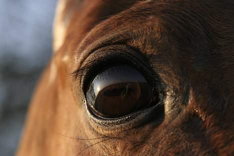 Trakehner Uniq Schwandro R.I.P. billede 11