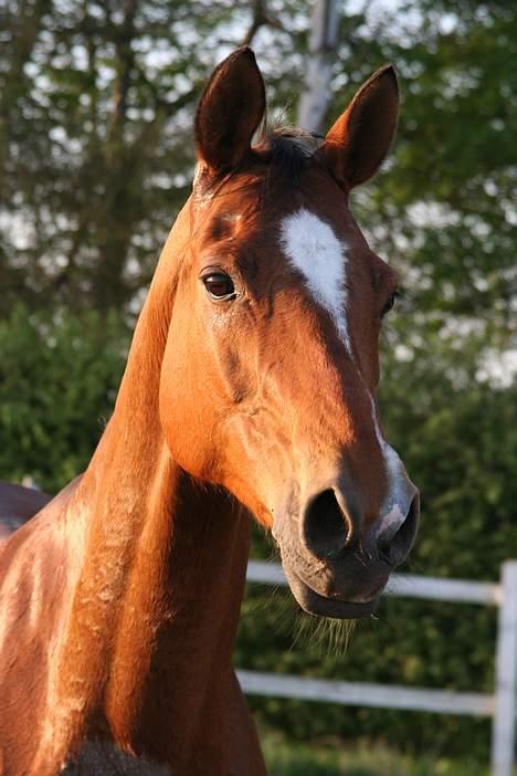 Trakehner Uniq Schwandro R.I.P. billede 14